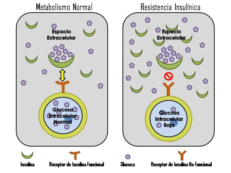 Ilustração da notícia: Anvisa alerta que suplementos não tratam resistência à insulina