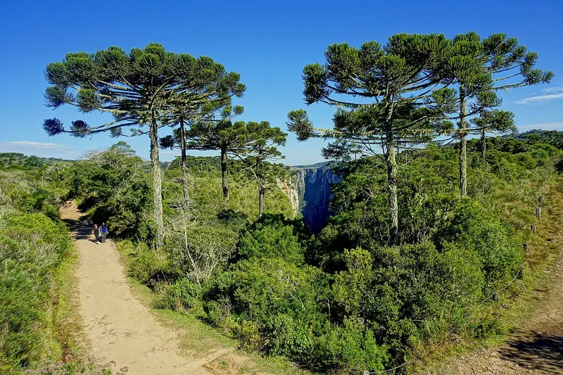 Ilustração da notícia: Araucária de até 500 anos cai em SC e pesquisadores da Embrapa tentam cloná-la
