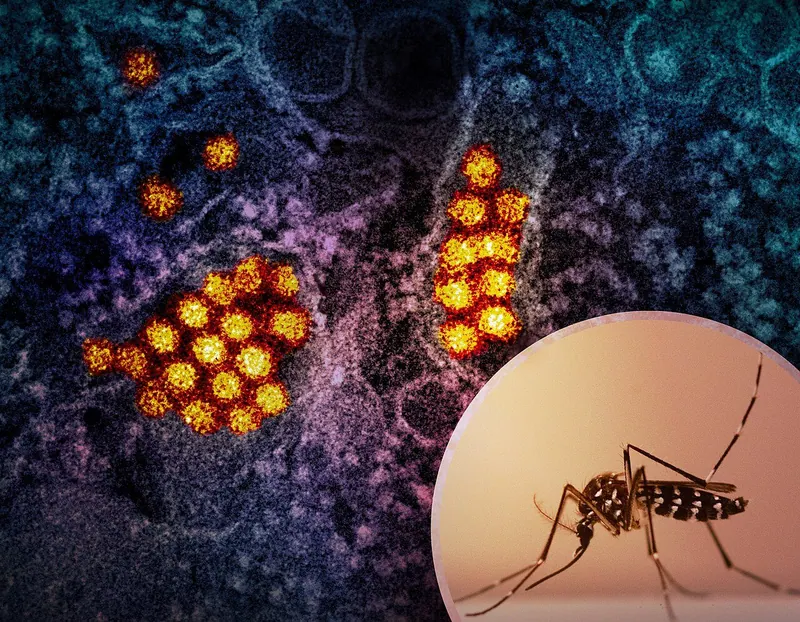 Ilustração da notícia: Da Nang reforça vigilância contra dengue com cepa mais grave em 70% das amostras
