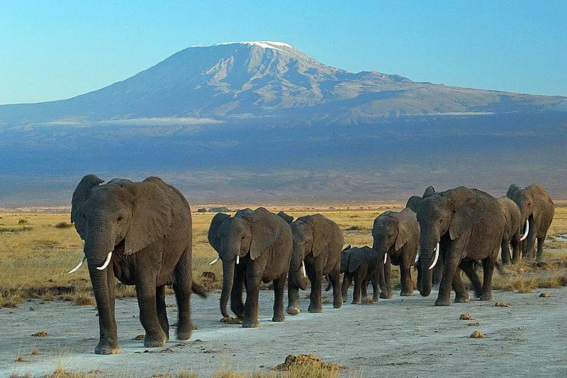 Ilustração da notícia: Estudo na Nature aponta que grunhido em coro de elefante sinaliza interação na manada